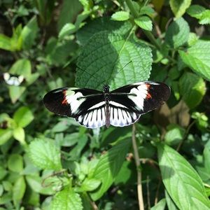 Meet your Posher, Laurie